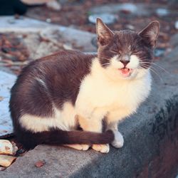 Close-up of cat sitting outdoors