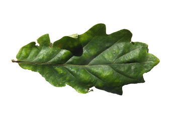 Close-up of green leaf against white background