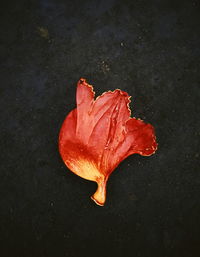Close-up of raindrops on red leaf