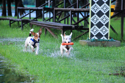 View of dog running on field