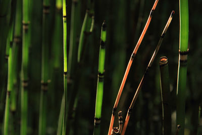 Close-up of bamboo plants on field