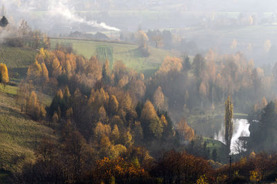 High angle view of trees in forest during autumn