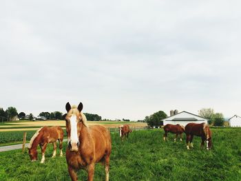 Horses on field against sky