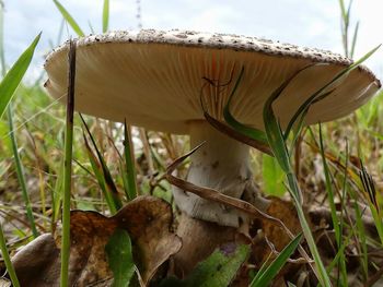 Close-up of mushroom growing in grass