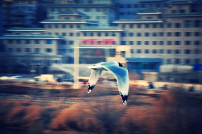 Bird flying over city