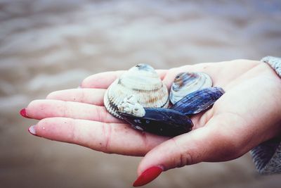 Close-up of hand holding shells on beach