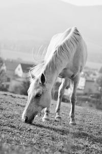 Horse grazing in a field