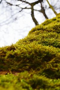 Close-up of tree against sky