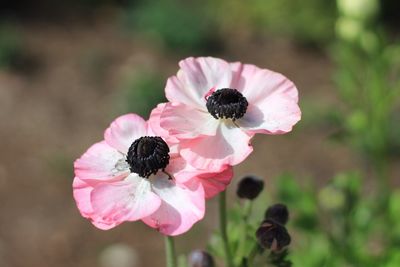 Close-up of pink flower