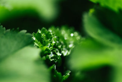 Close-up of wet leaves