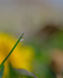 Close-up of yellow flower against blurred background