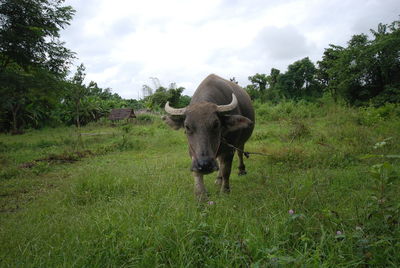 View of a horse on field