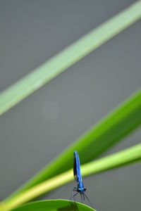 Close-up of insect on green leaf