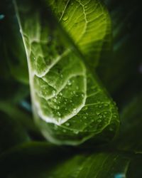 Close-up of wet leaf