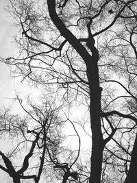 Low angle view of silhouette bare tree against sky