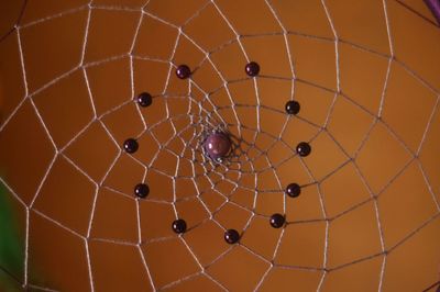 Close-up of spider web