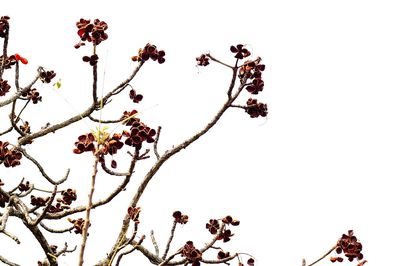 Low angle view of flowers against clear sky