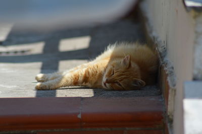 Cat sleeping on bench