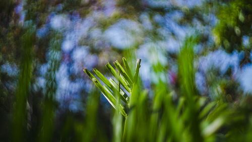 Close-up of plant growing on field