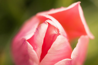 Close-up of pink rose blooming outdoors