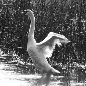 Bird flying over lake