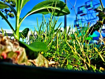 Close-up of plants against sky