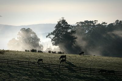 Panoramic view of cows in field against sky with morning mist