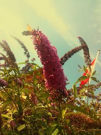 Low angle view of red flowers against sky