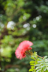 Close-up of pink flower