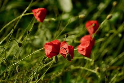Close-up of red poppy flower