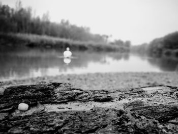 Close-up of bird on beach against sky