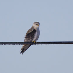 Low angle view of bird perching on cable against sky