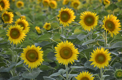 Close-up of sunflower