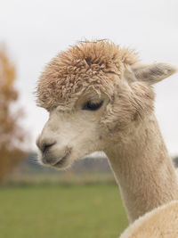 Close-up of alpaca on field
