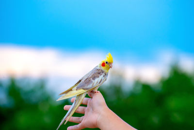 Cropped image of hand holding a bird