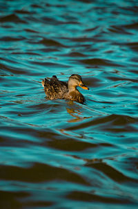 Close-up of duck swimming on lake