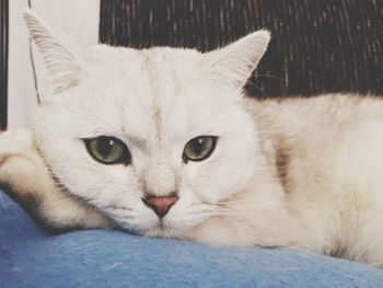 Close-up portrait of a cat