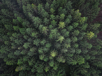 Low angle view of tree