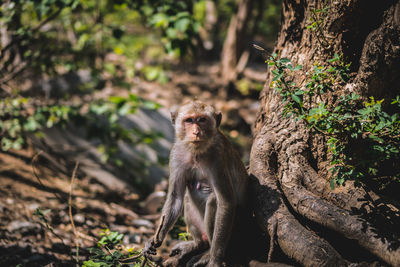 Monkey sitting on tree