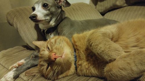 Close-up of dog relaxing on sofa at home