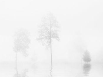 Trees in foggy weather