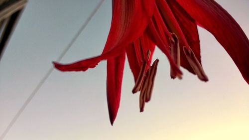 Low angle view of red umbrella