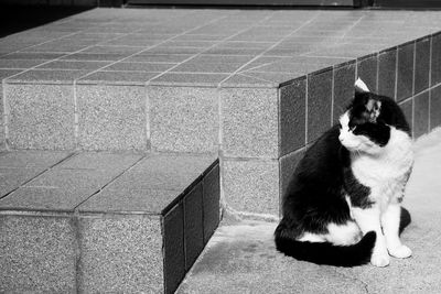 Cat sitting on wall