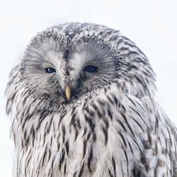 Portrait of owl