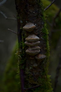 Close-up of mushrooms growing on tree trunk