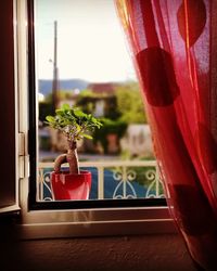 Close-up of potted plant on window sill