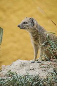 Close-up of a lizard on rock