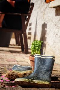 Potted plant in basket