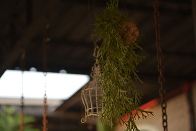 Close-up of plant hanging on rope