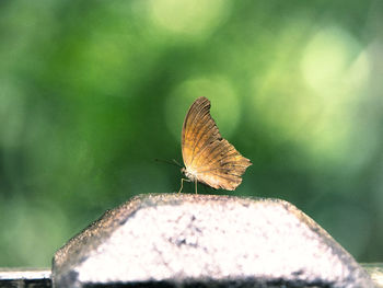 Close-up of butterfly perching on leaf